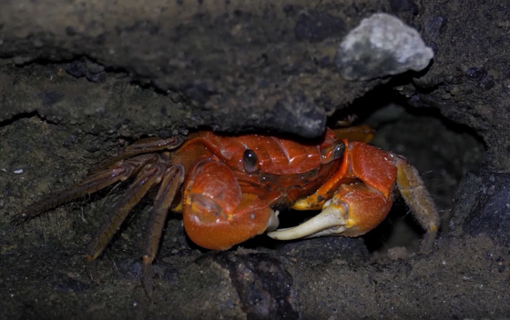 1월의 멸종위기 야생생물로 지정된 붉은발말똥게. 사진 국립생태원