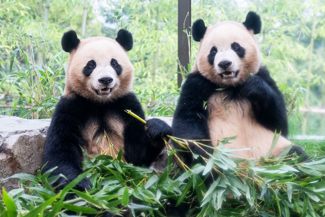 경기도 용인 에버랜드 '판다 세컨하우스'에서 독립생활을 이어가고 있는 루이바오와 후이바오의 모습. 연합뉴스