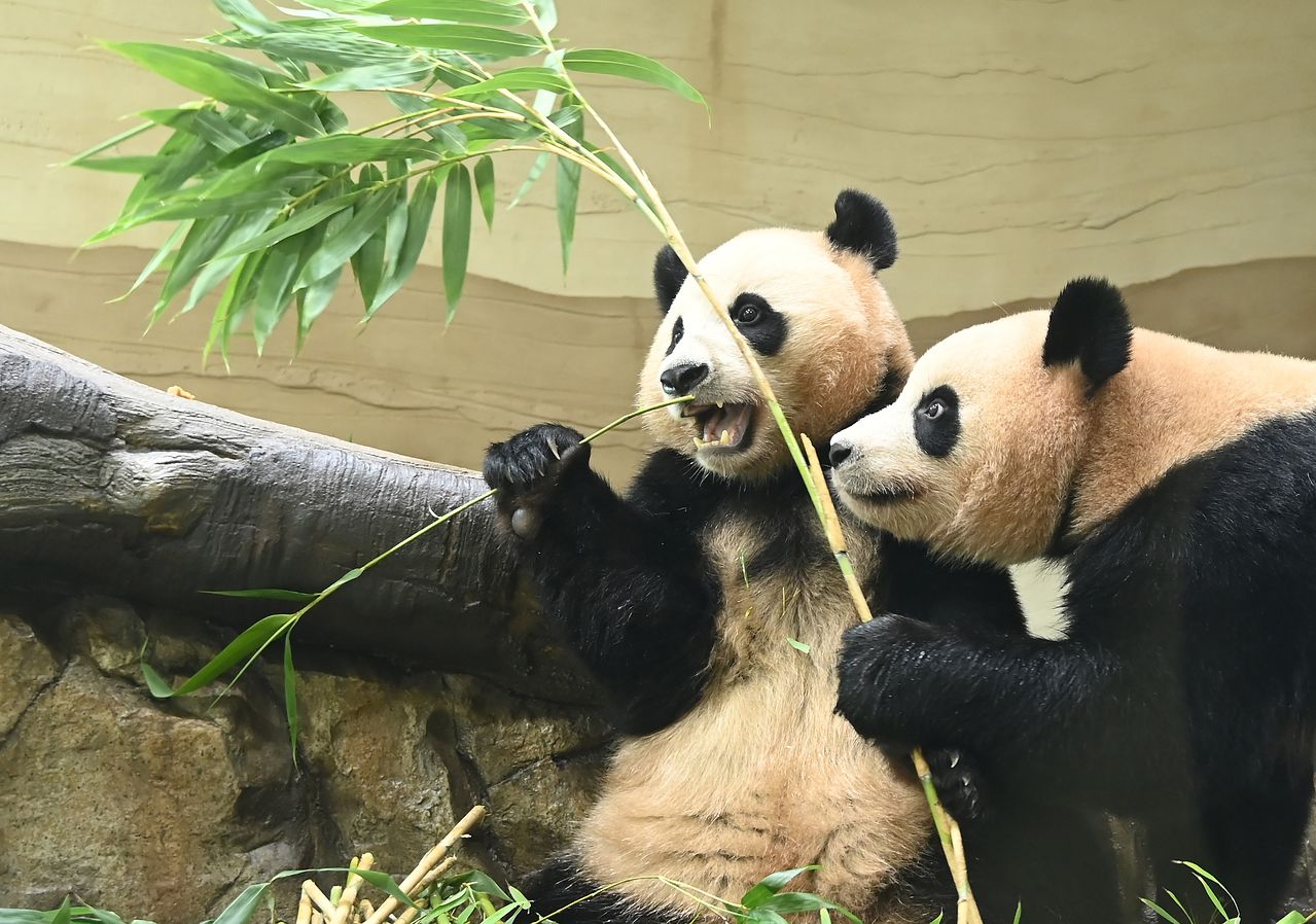 국내에서 태어난 최초의 쌍둥이 판다 루이바오·후이바오가 경기 용인시 에버랜드내 새로운 보금자리인 '판다 세컨드하우스'에서 먹이를 먹고 있다. 뉴시스