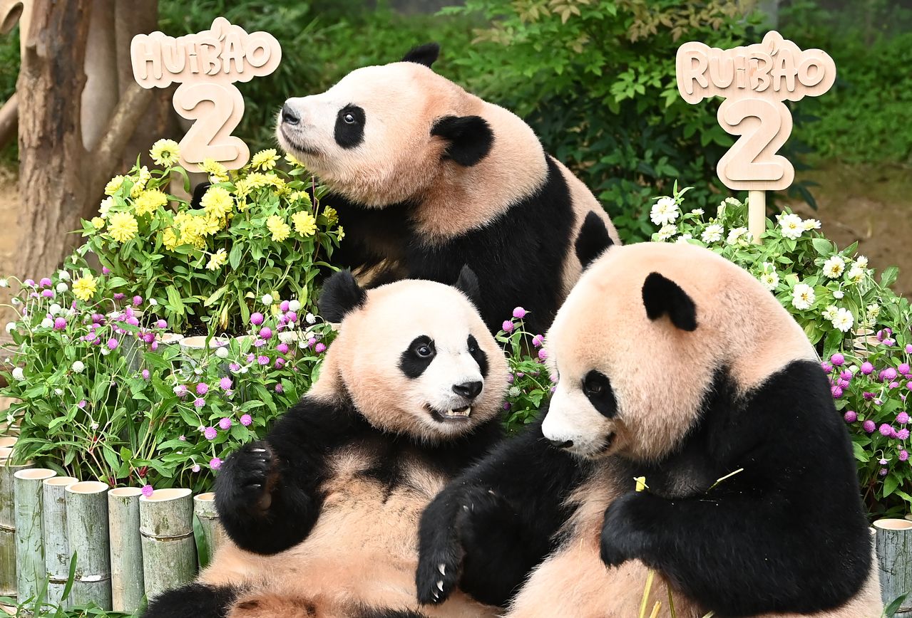 쌍둥이 판다 루이바오와 후이바오가 엄마 아이바오와 함께 대형 케이크를 먹고 있다. [뉴시스]