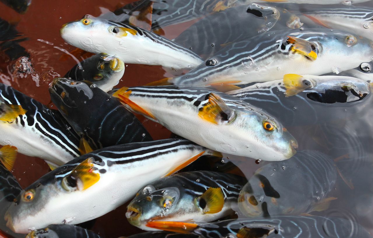 복어에는 아가미, 내장 등에 독이 있어 전문 조리 자격증을 가진 사람이 취급해야 한다. 중앙포토 