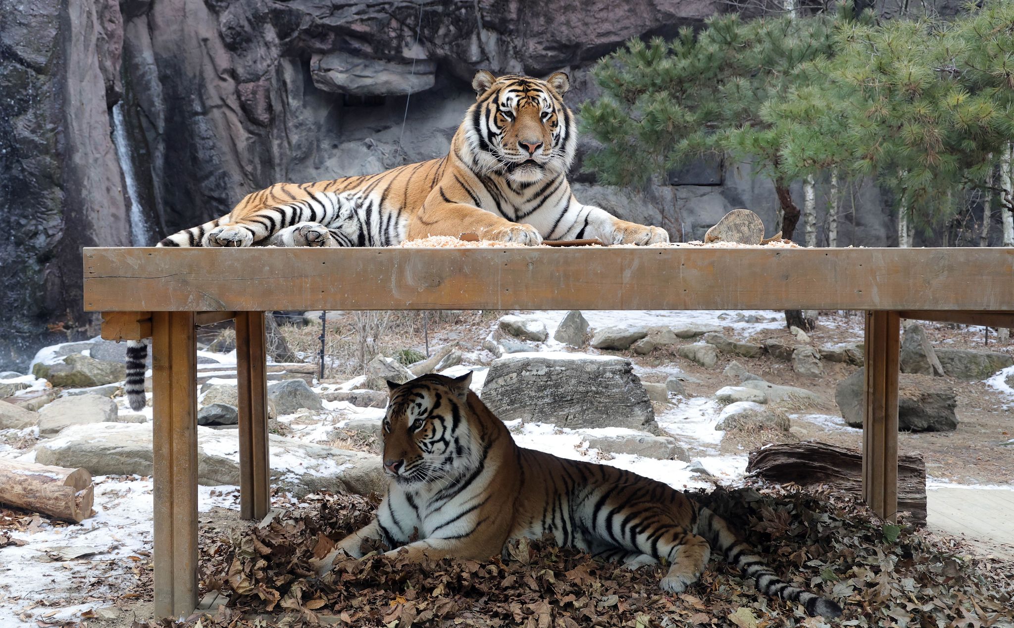  한국호랑이 형제 '다운'과 '나라' 형제.