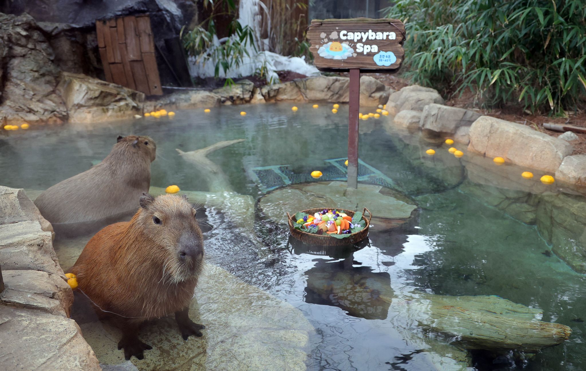 15일 오전 에버랜드의 '카피바라'가 온천욕을 하고 있다. 인디오말로 '초원의 지배자'라는 뜻의 '카피바라'는 세계에서 가장 큰 설치류로 '물돼지(WATER PIG)'라는 별명을 가지고 있다.