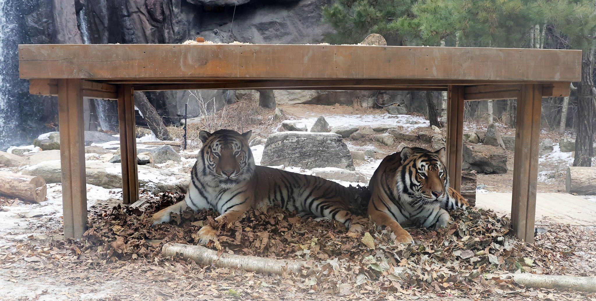  15일 오전 에버랜드에서 한국호랑이 형제 '다운'과 '나라' 형제가 낙엽 이불 위에 앉아 있다.
