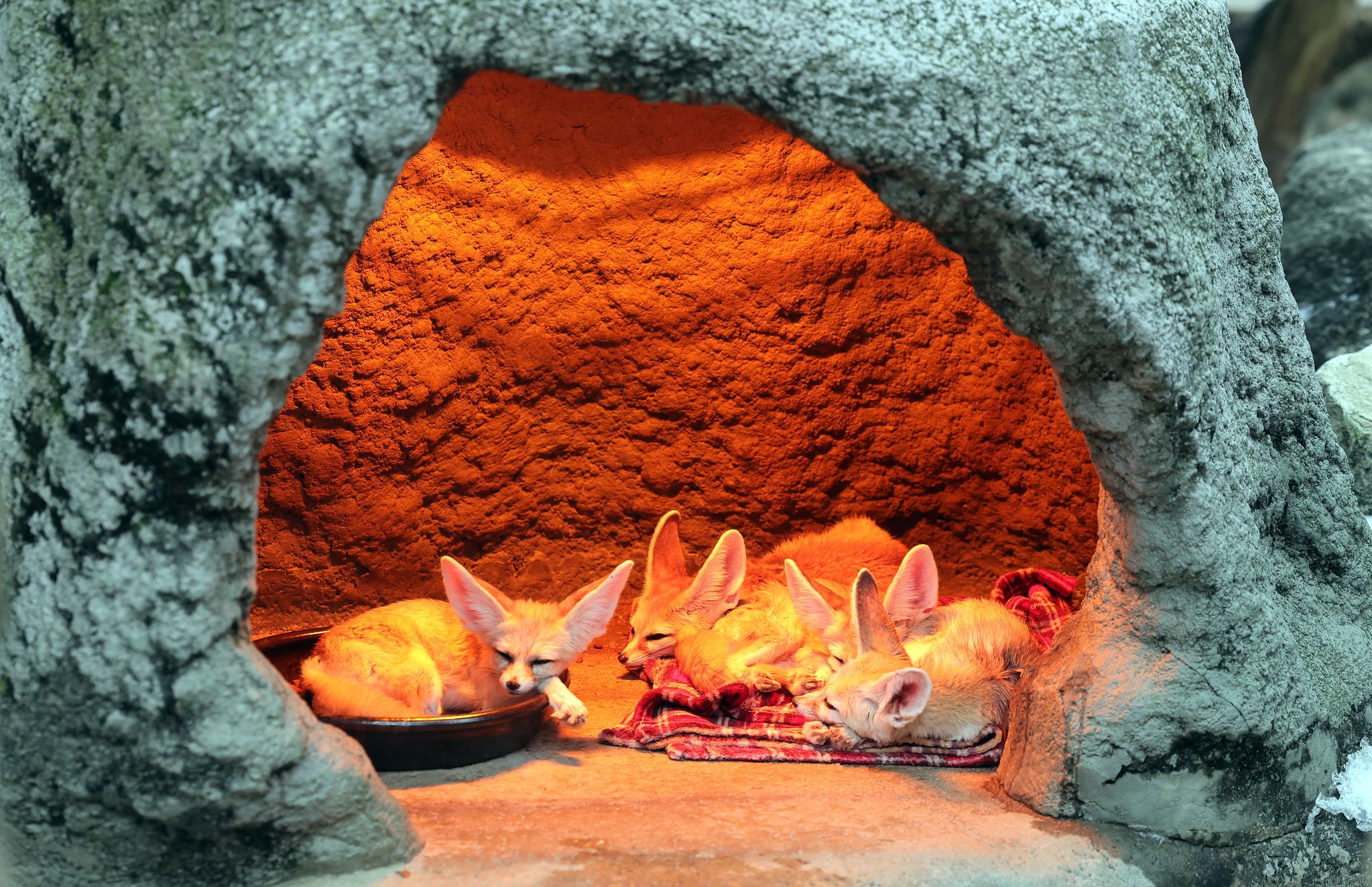  15일 오전 에버랜드의 사막여우가 열이 나는 전구 아래서 낮잠을 즐기고 있다.