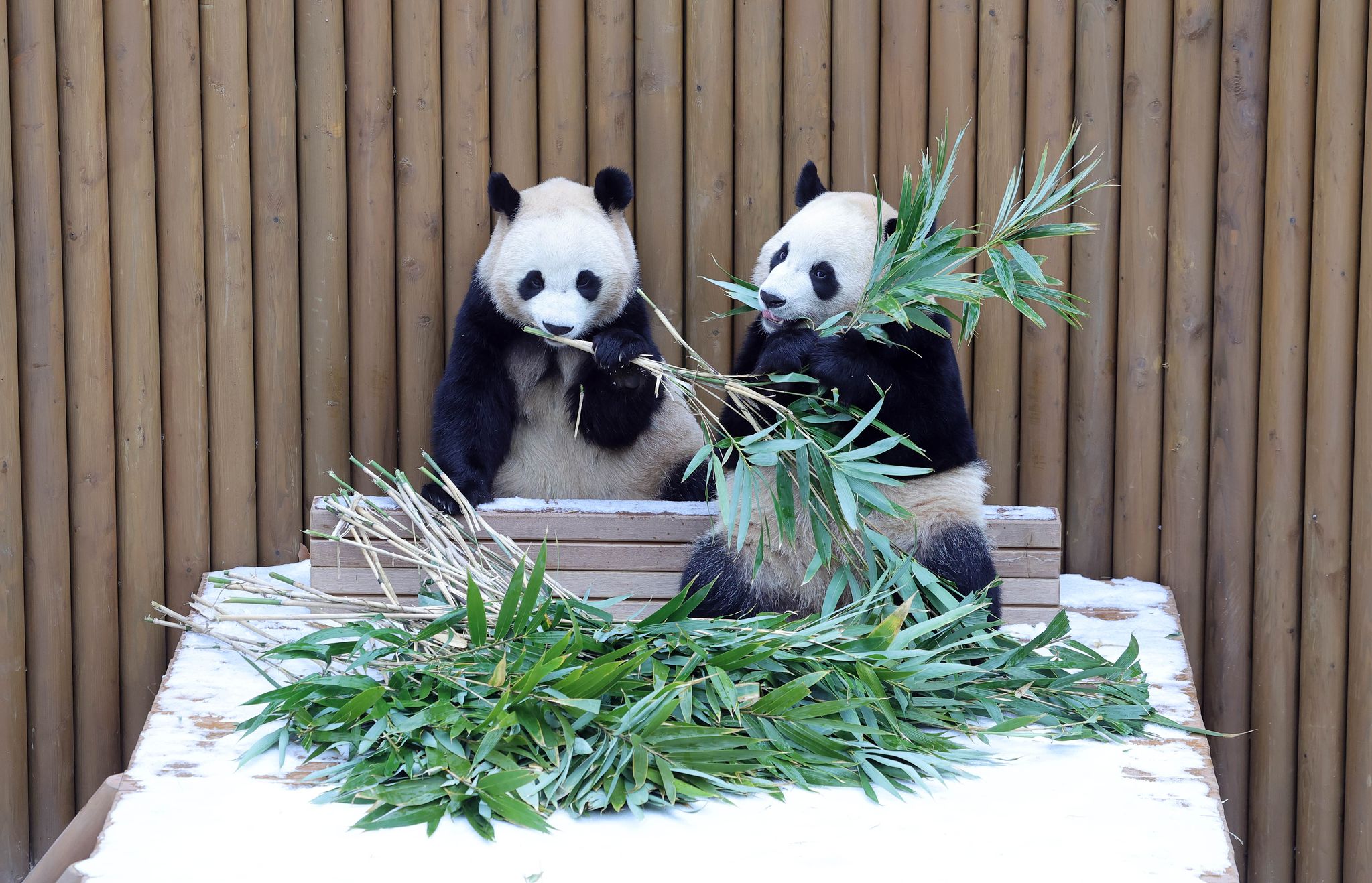 15일 오전 에버랜드에서 자이언트 판다 루이바오-후이바오 자매가 눈쌓인 우리안에서 대나무를 먹고 있다.