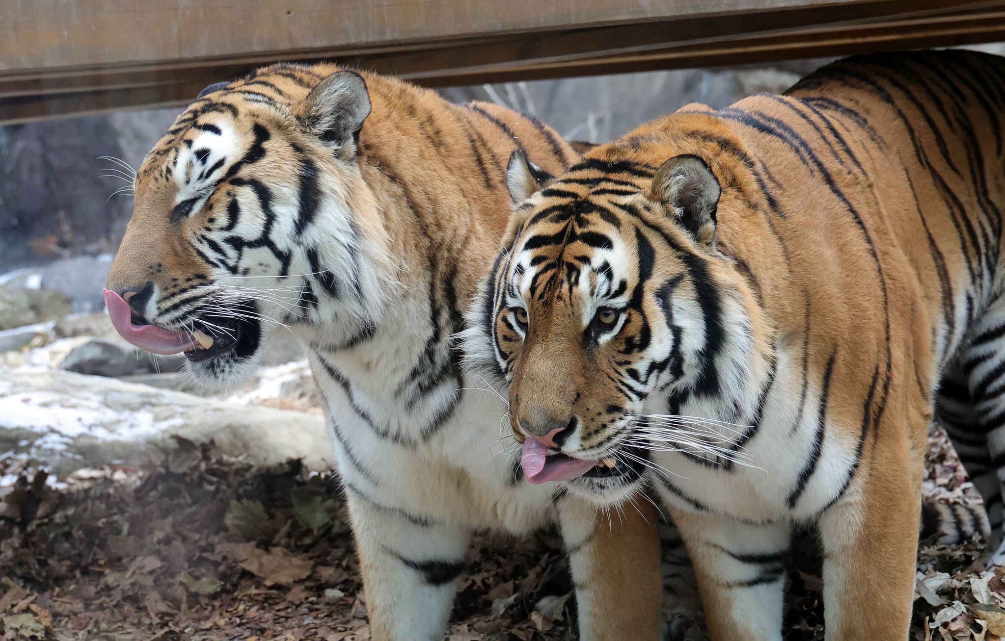 한국호랑이 형제 '다운'과 '나라' 형제.