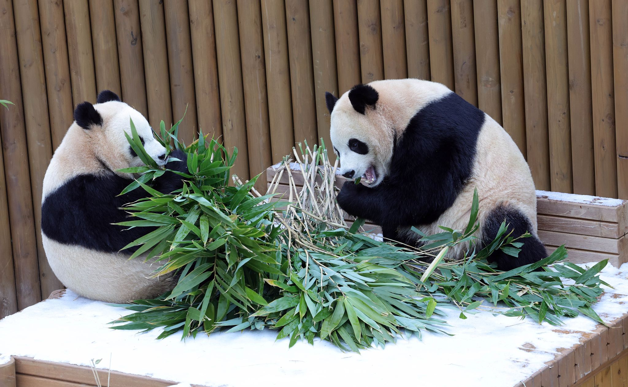 15일 오전 에버랜드에서 자이언트 판다 루이바오-후이바오 자매가 눈쌓인 우리안에서 대나무를 먹고 있다.