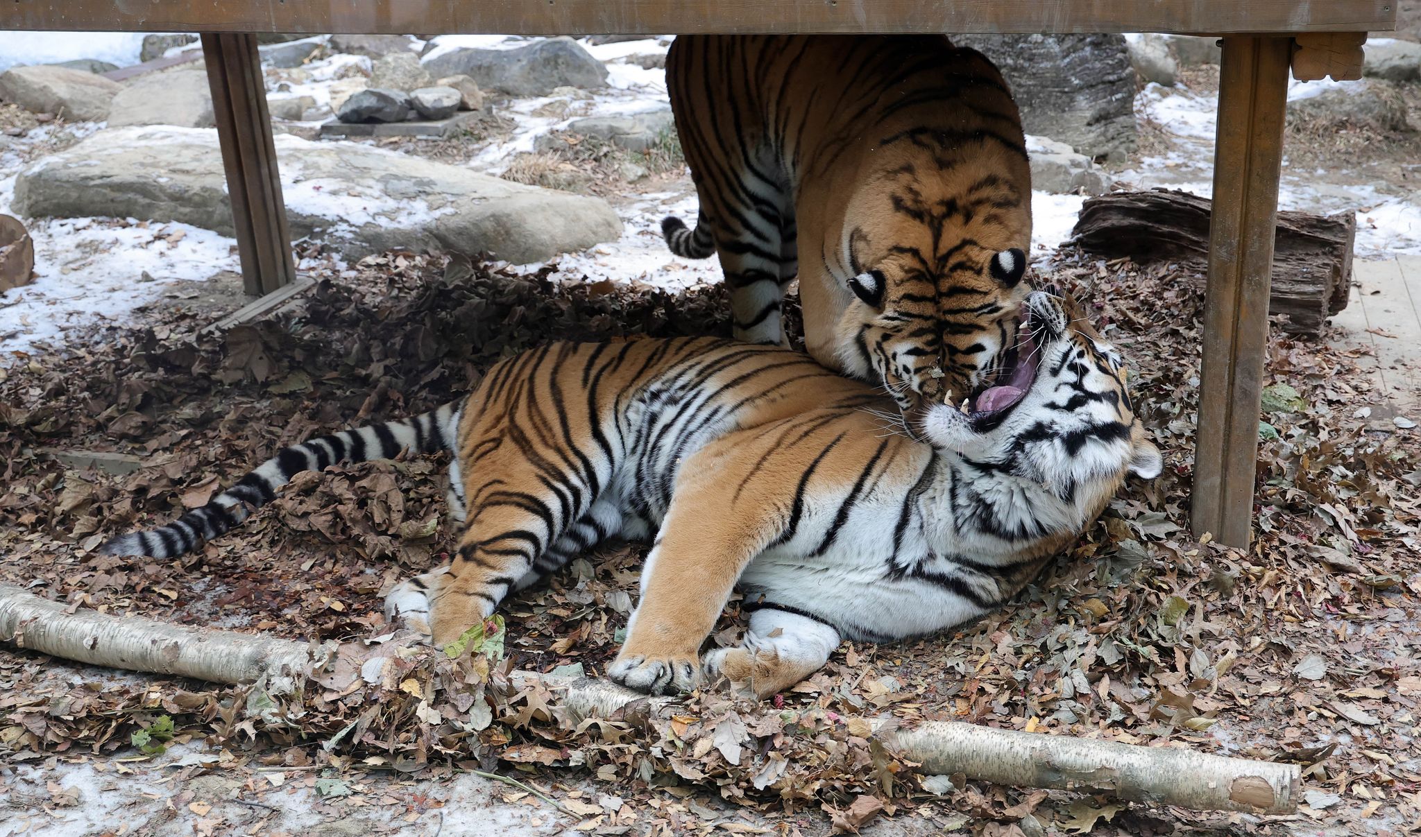 15일 오전 에버랜드에서 한국호랑이 형제 '다운'과 '나라' 형제가 낙엽 이불이 깔린 우리에서 놀고 있다.