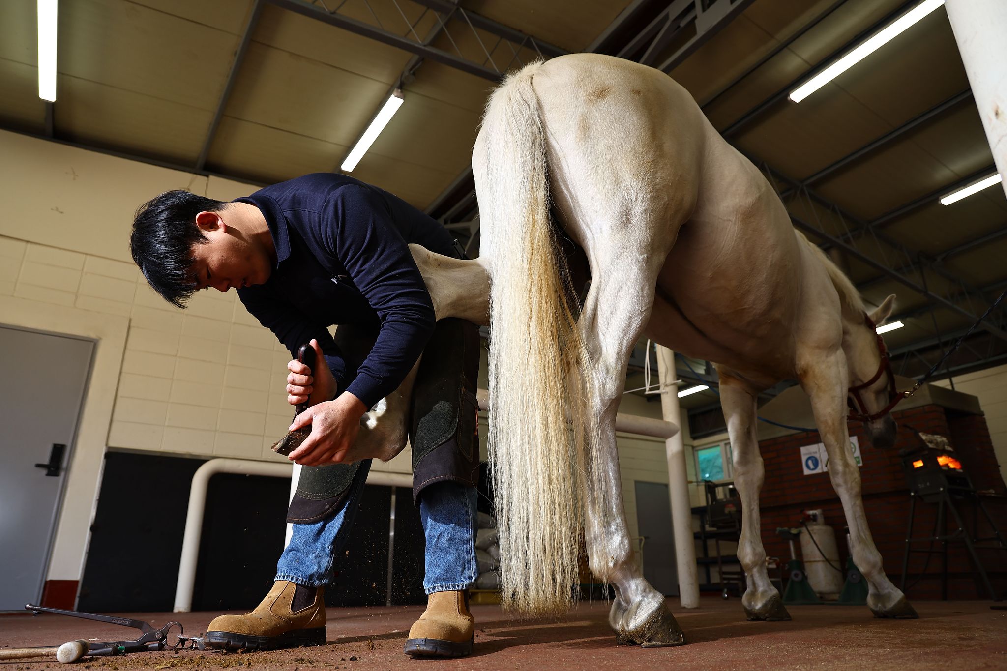 경기도 과천 한국마사회 장제소에서 장제사들이 편자 교체 작업을 하고 있다. 