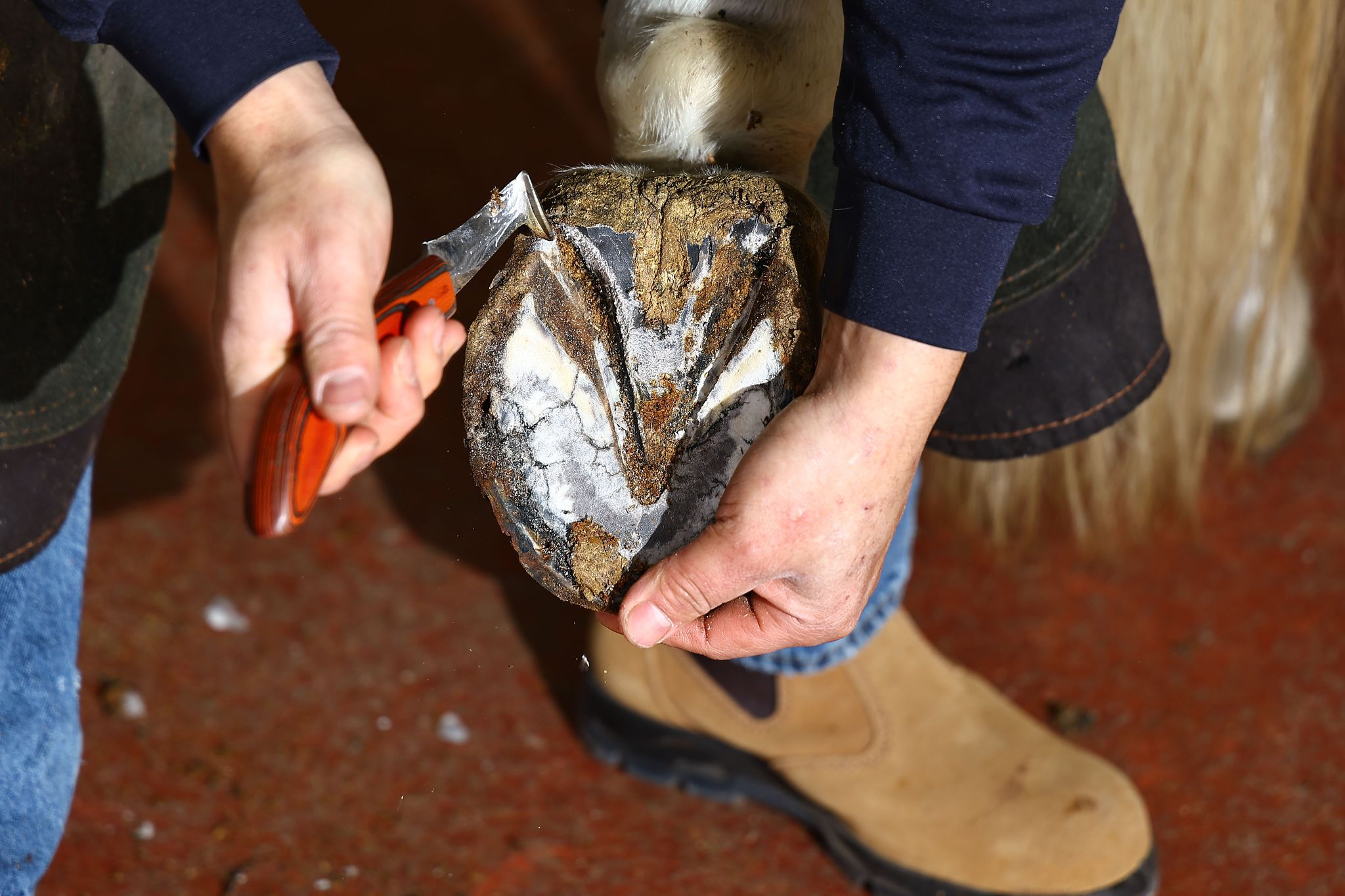 굽칼로 발굽을 다듬고 있다.