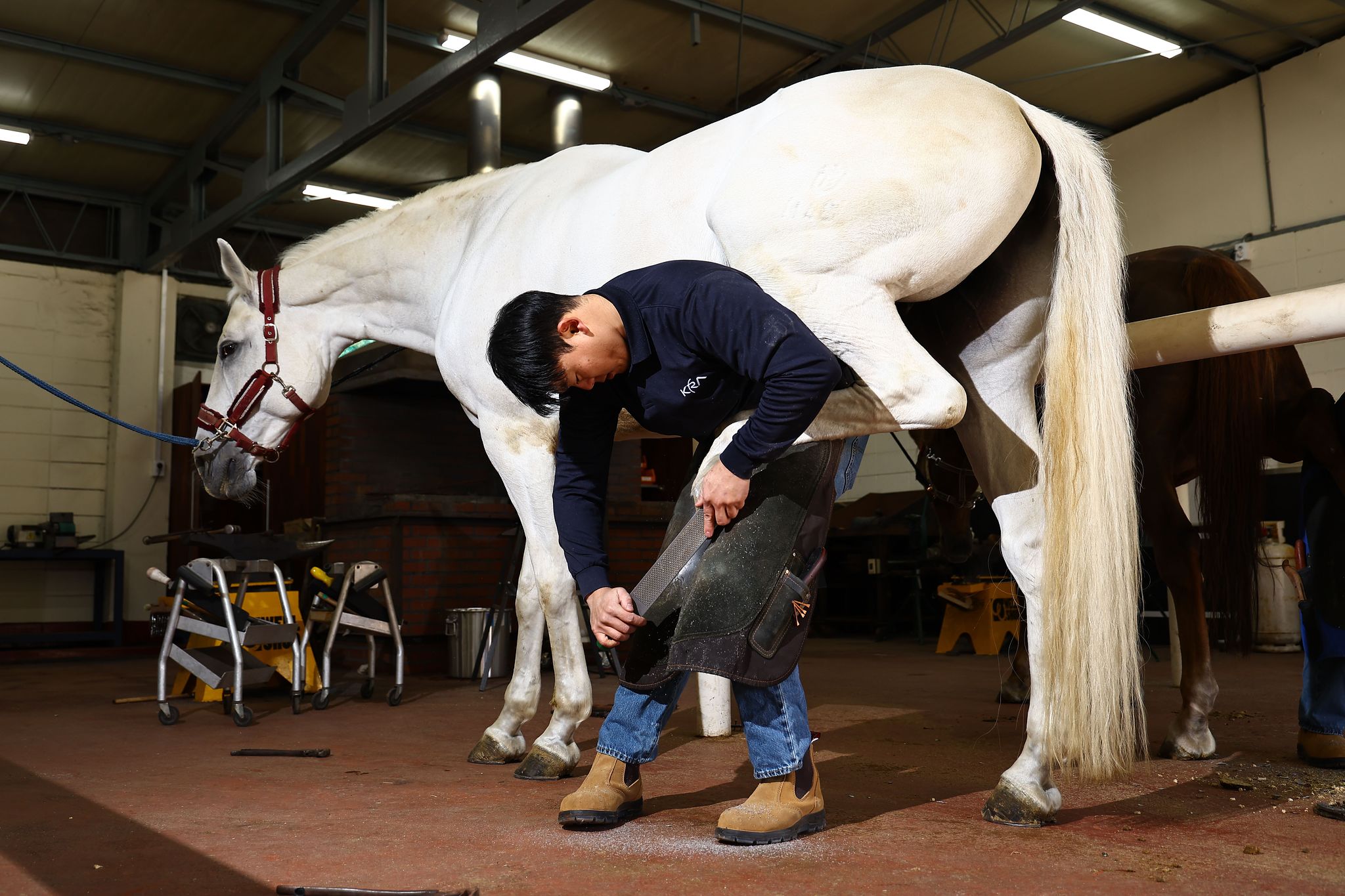 굽줄로 발굽의 거친 부분을 연마하고 있다.