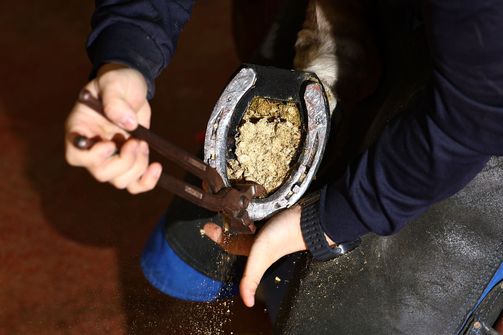 장제사가 낡은 편자를 떼어내고 있다.
