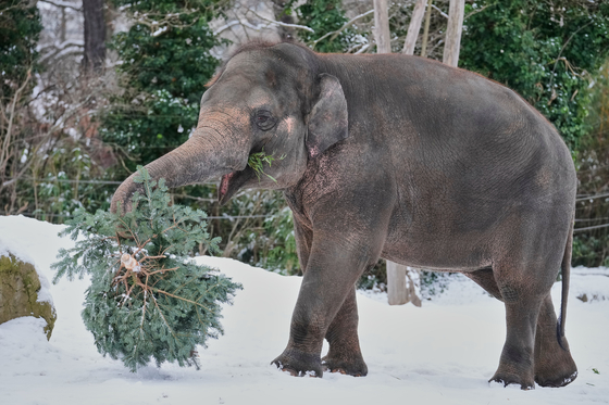 독일에서 찍힌 코끼리 사진. 기사 이해를 돕기 위한 사진. 연합뉴스=AP 