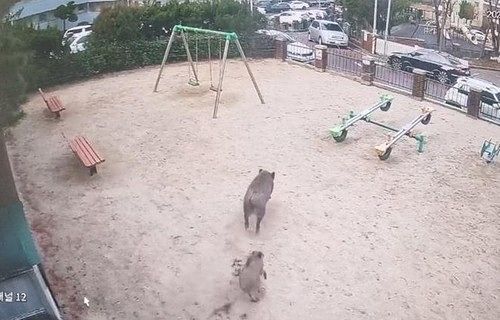 지난 15일 대전 서구 정림동에 출몰한 멧돼지 2마리. 대전 서구청 제공 