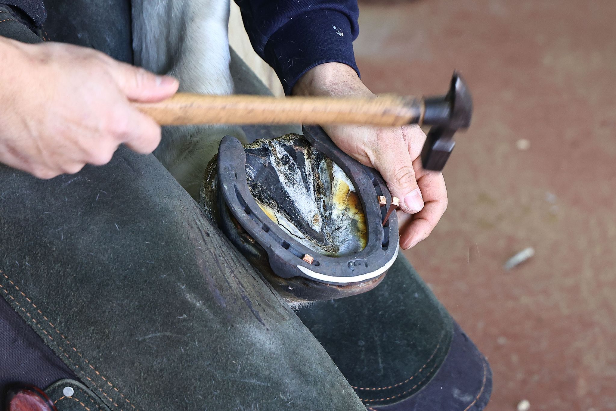 완성된 편자를 발굽에 못으로 고정하고 있다. 말의 발굽 바깥층(각질층)은 사람의 손톱·발톱과 같은 성분으로 이루어져있다. 이 부분에는 신경과 혈관이 없어 통증을 느끼지 않는다.