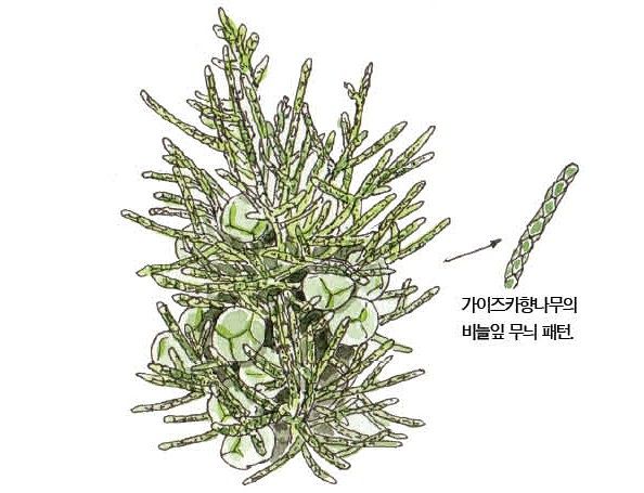 우리 주변 식물들의 비밀 이야기 70 가이즈카향나무