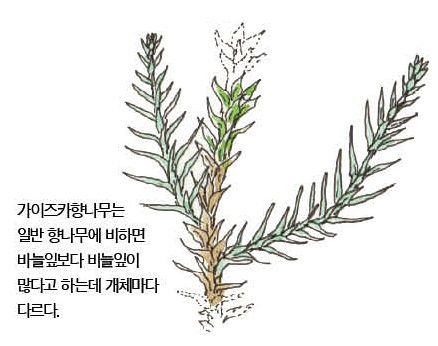 우리 주변 식물들의 비밀 이야기 70 가이즈카향나무