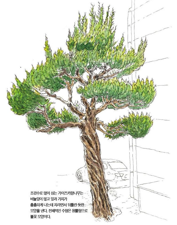 우리 주변 식물들의 비밀 이야기 70 가이즈카향나무