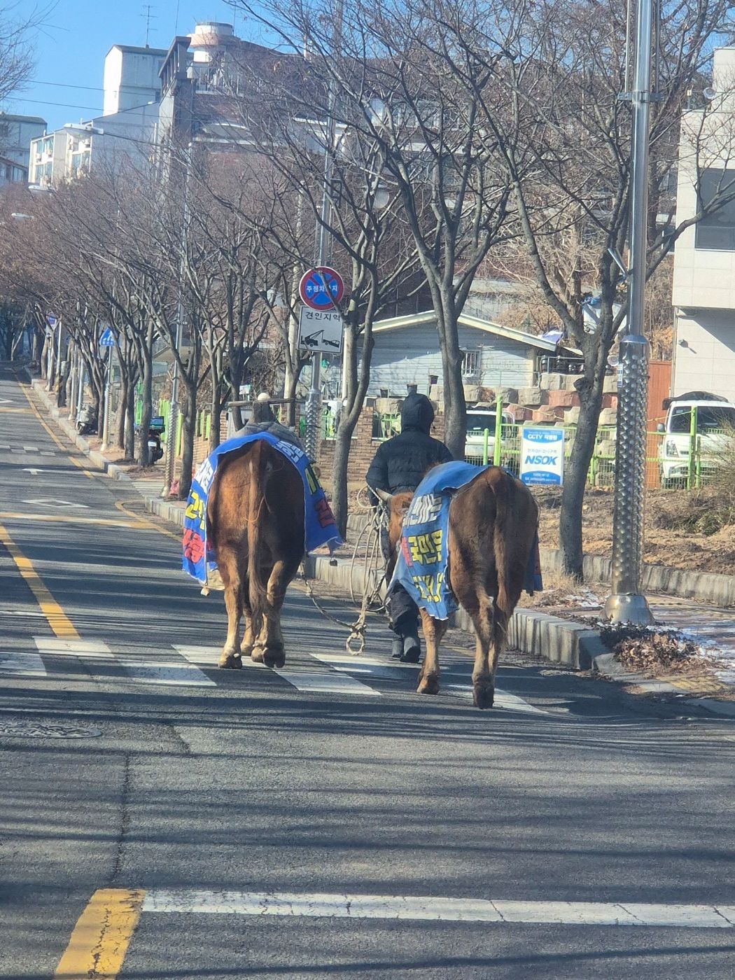 소를 타고 수원장안경찰서에 찾아온 A씨. 사진 독자