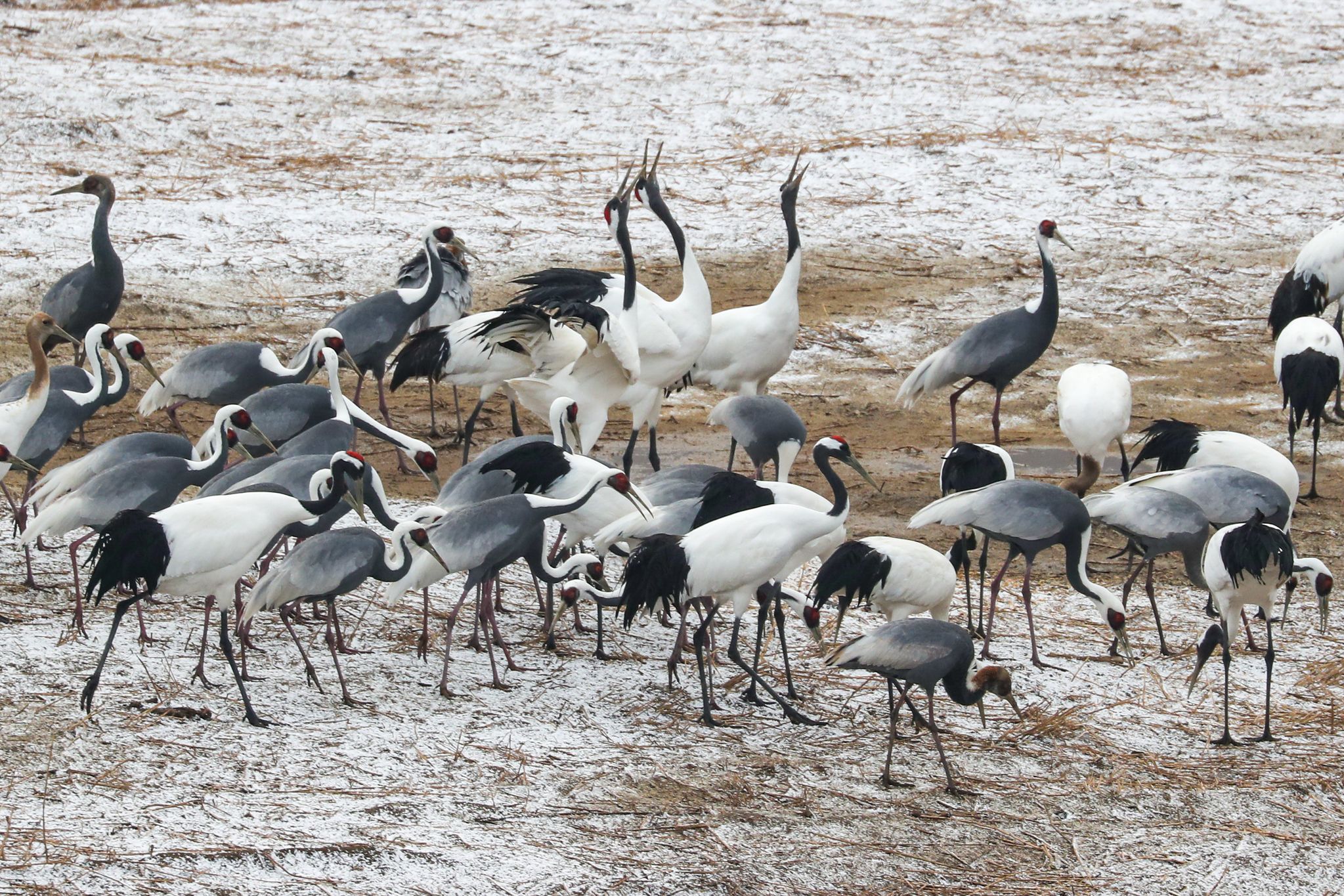 재두루미와 두루미가 어울려 있는 모습. 두루미 세 마리가 고개를 들고 '두루두루' 소리내며 울고 있다. 캐논 1DX Mark2 카메라에 100-400mm 렌즈를 장착해서 촬영한 장면이다.