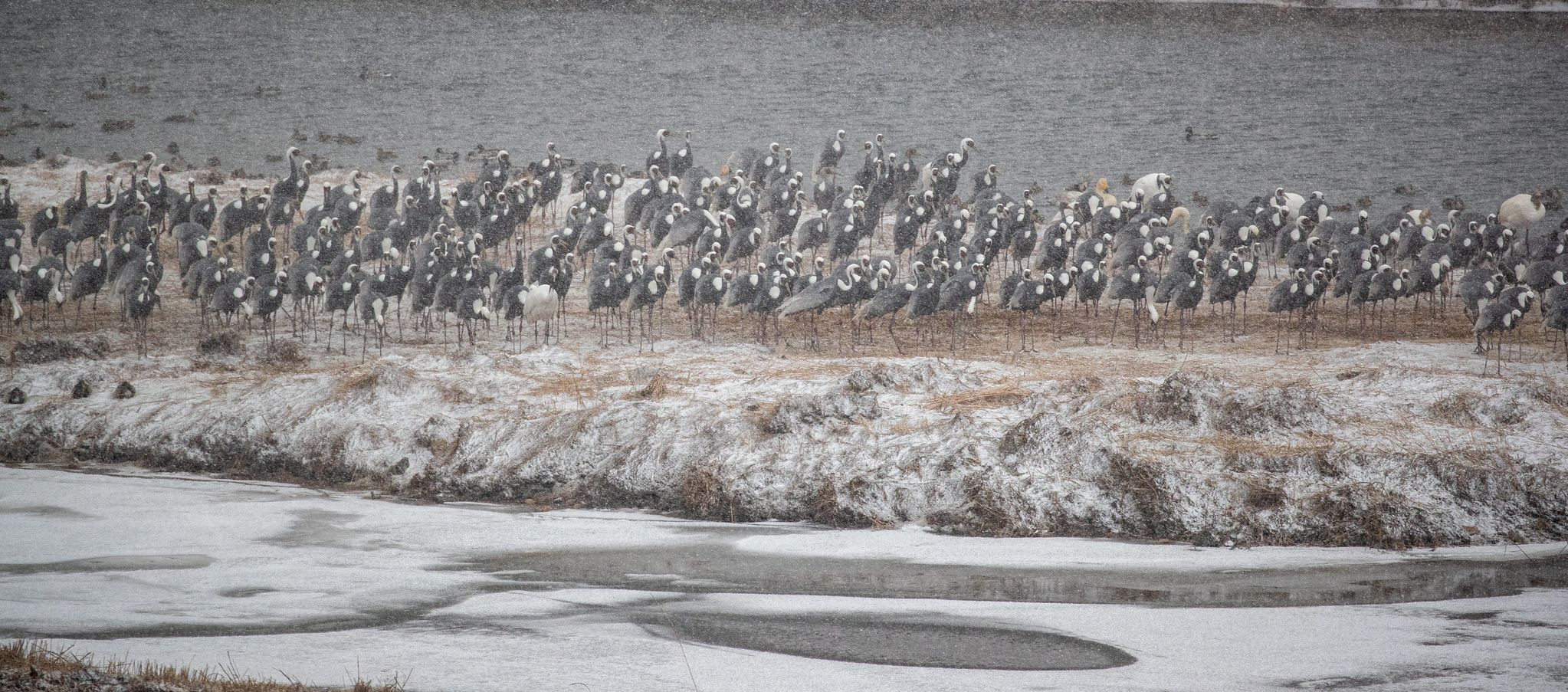 눈을 맞으며 모래톱에 모여 있는 재두루미 무리의 모습. 남극 펭귄 떼를 보는 것 같다.