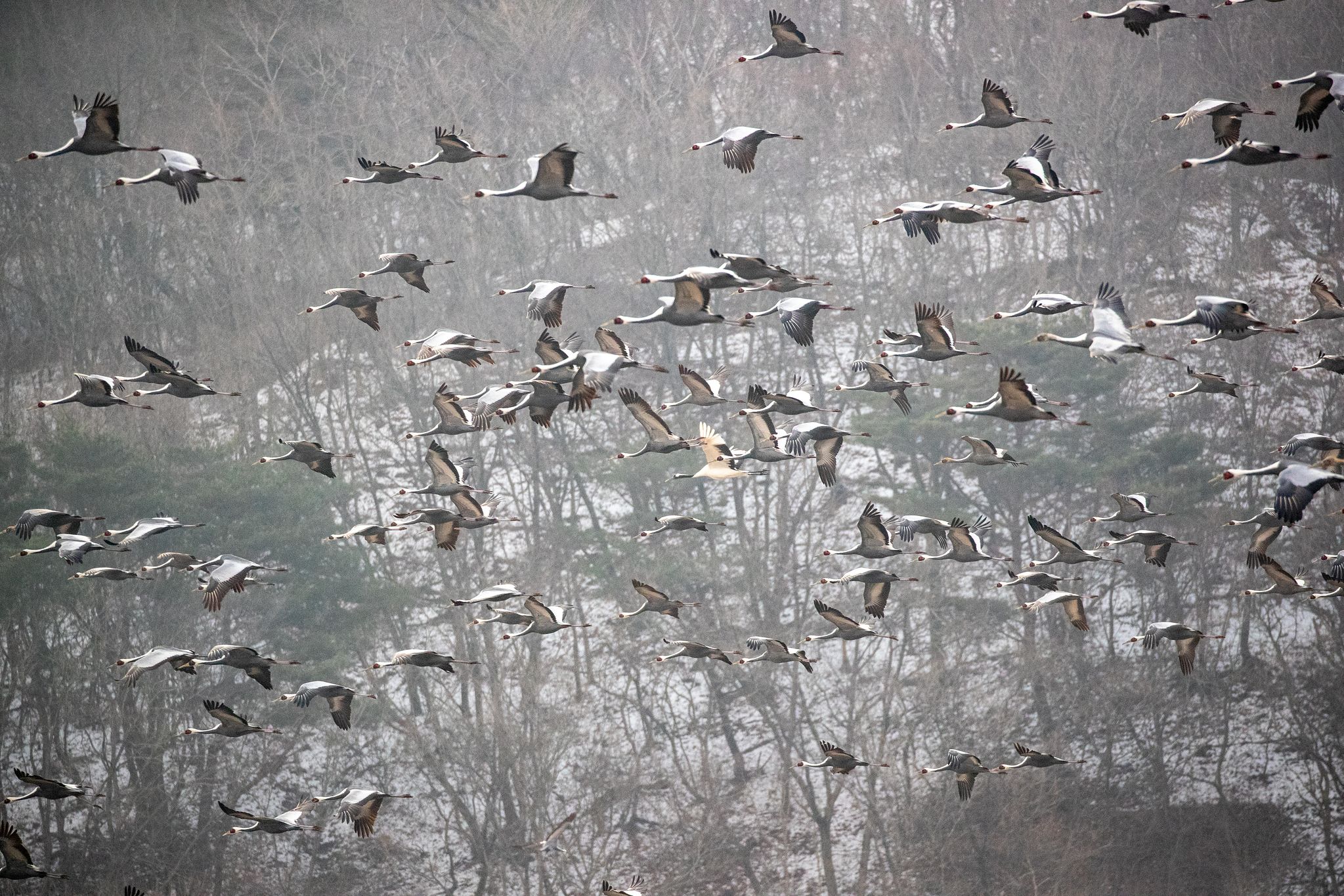 철원군에 따르면, 올겨울 두루미과 조류 약 1만2000마리가 겨울을 나기 위해 철원을 찾았다. 가장 많은 개체는 재두루미다. 