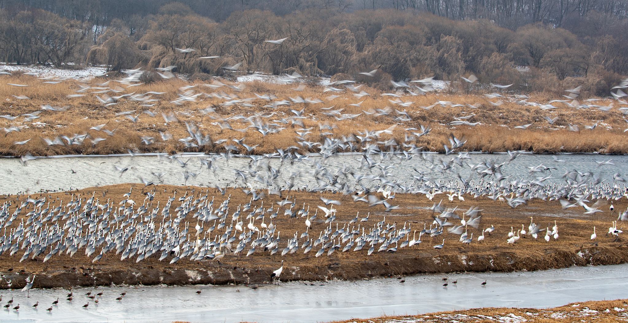 강원도 철원은 두루미의 낙원이다. 드넓은 비무장지대, 먹거리 풍성하고 인적 드문 농경지 덕에 두루미가 안전하게 겨울을 나기 좋아서다. 이길리 탐조대에서 한탄강 모래톱에 모여있다가 어디론가 날아가는 두루미 떼를 촬영했다. 삵 같은 동물이 나타난 것으로 보인다.