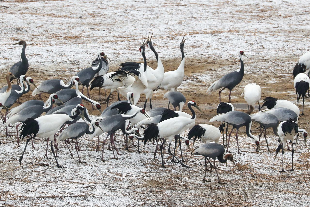 고개를 치켜들고 두루두루 소리 내는 두루미의 모습.