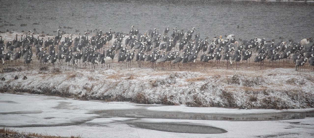 지난 10일 아침, 눈 덮인 한탄강 모래톱에 재두루미 떼가 모여 있는 모습. 두루미도 몇 마리 보인다. 올겨울 철원을 찾은 재두루미는 약 1만마리, 두루미는 1500마리에 달한다.