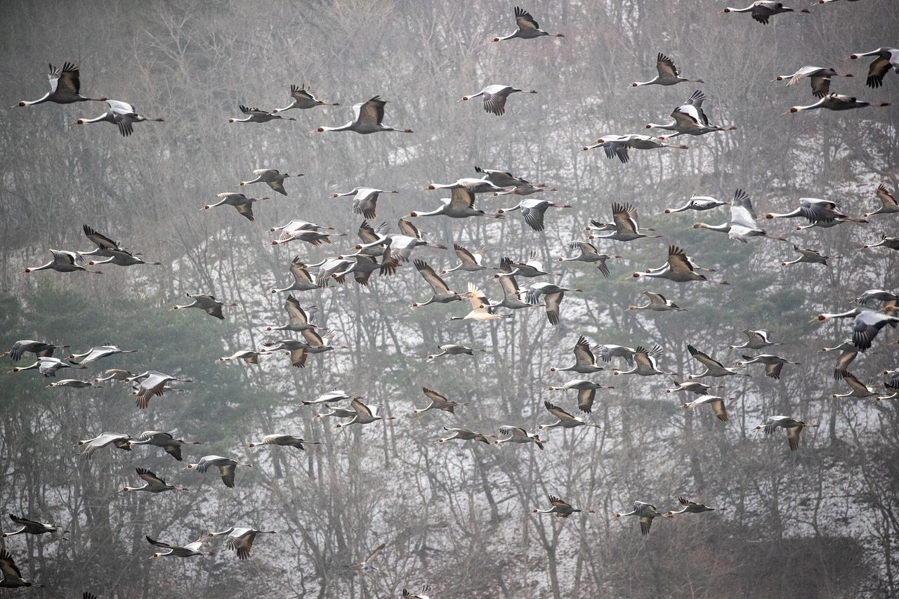 강원도 철원은 두루미의 겨울 안식처다. 드넓은 비무장지대와 한탄강, 먹거리 풍성한 농경지 덕에 두루미가 안전하게 지내기 좋아서다. 이길리 탐조대에서 재두루미와 두루미가 집단으로 이동하는 모습을 촬영했다. 흔치 않은 장면이어서 가슴이 벅찼다.