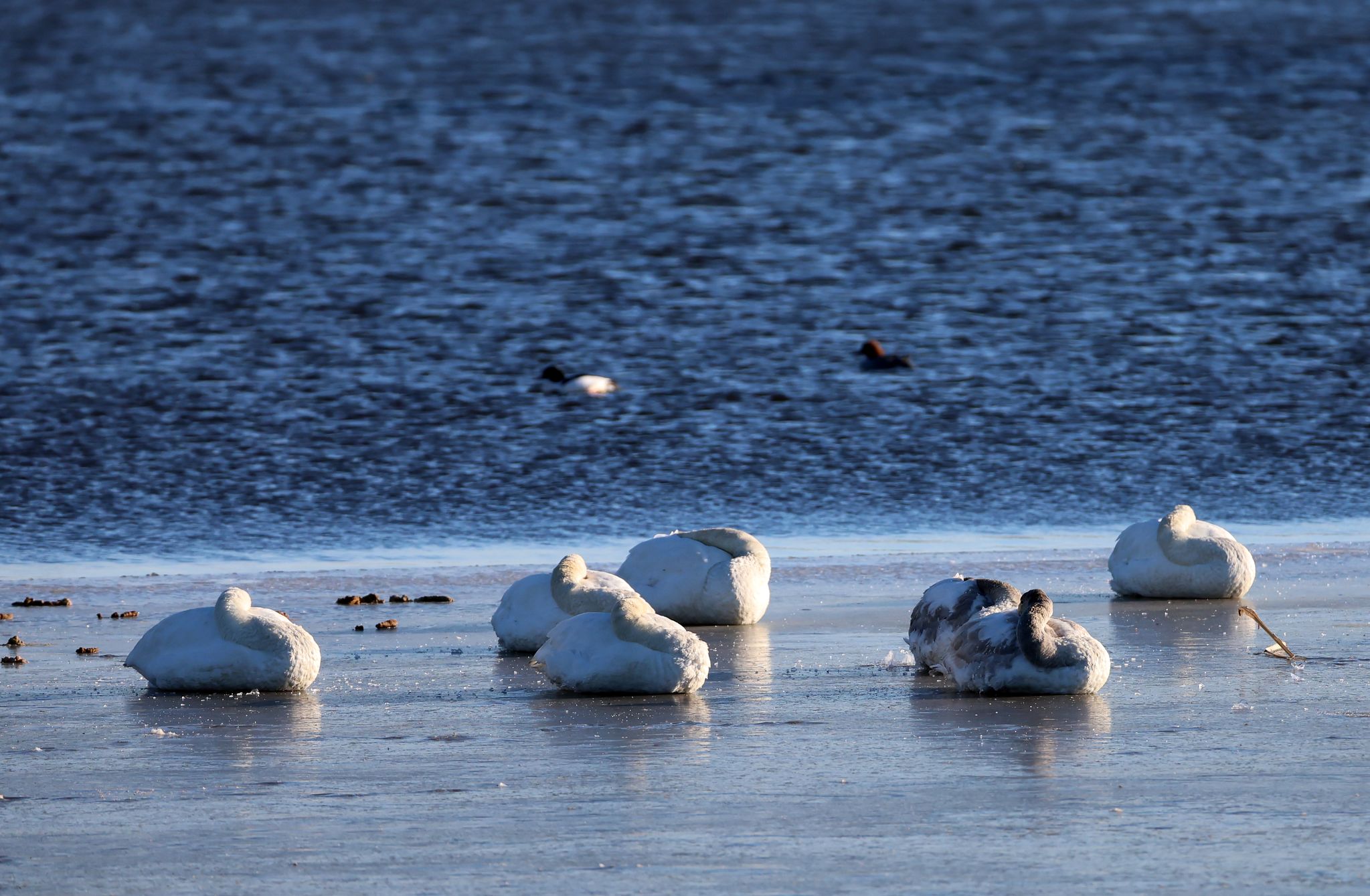 강추위가 이어진 23일 강원 강릉시 경포저류지에서 멸종위기 야생생물 II급이자 천연기념물인 큰고니 가족이 몸을 잔뜩 웅크린 채 추위를 견디고 있다. 연합뉴스