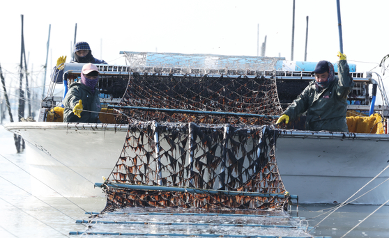 전남 신안군 압해읍 앞바다의 지주식 김양식장에서 어민들이 김을 채취하고 있다. 뉴스1