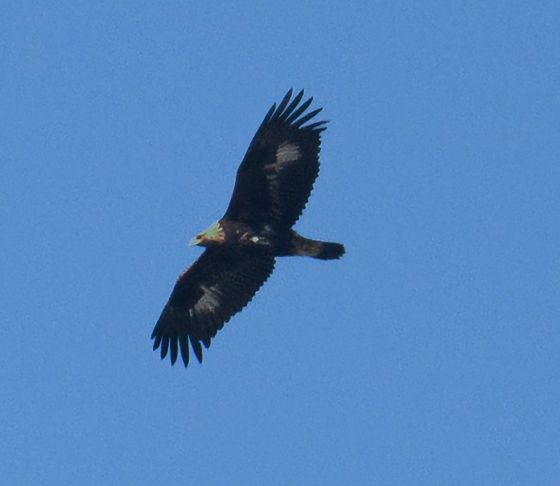 검독수리. 사진 이재호(울산시 제공)