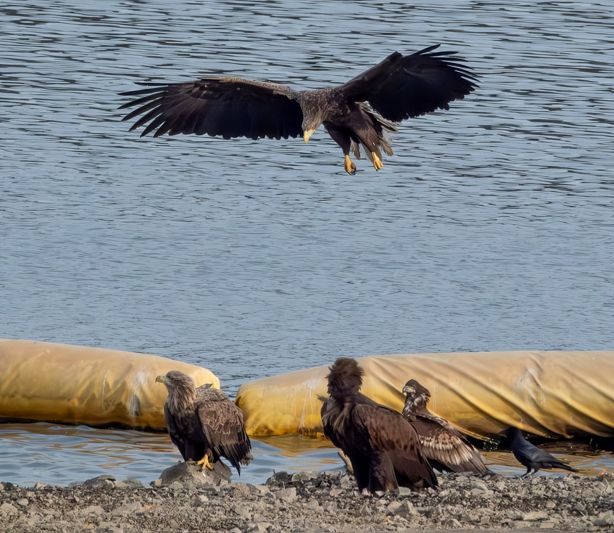 흰꼬리수리. 사진 우한별(울산시 제공)