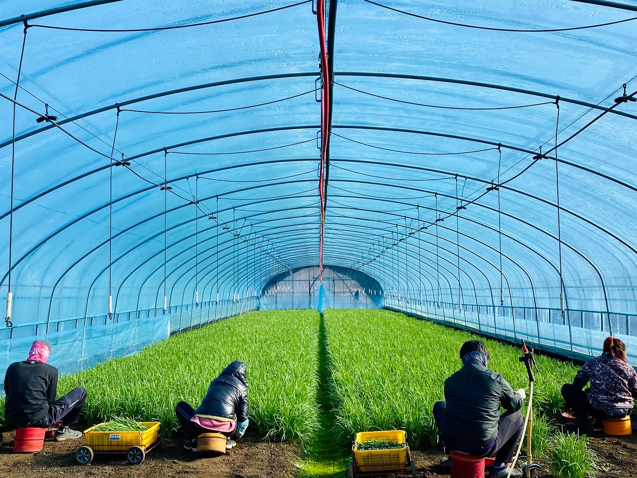 부추 수확이 한창인 경남 하동군 옥종면의 부추 하우스. [사진 박상현]