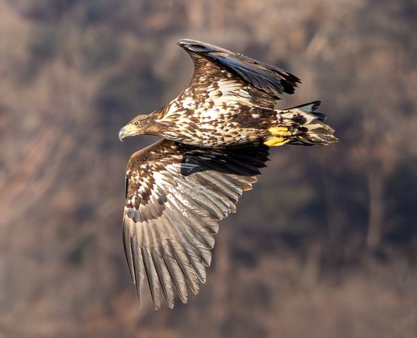 흰꼬리수리 유조새. 사진 조현표 (울산시 제공)