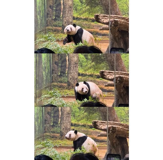 레이레이(암컷·4세)가 관람객들을 향해 얼굴을 보여주고 있다. 정원석 특파원