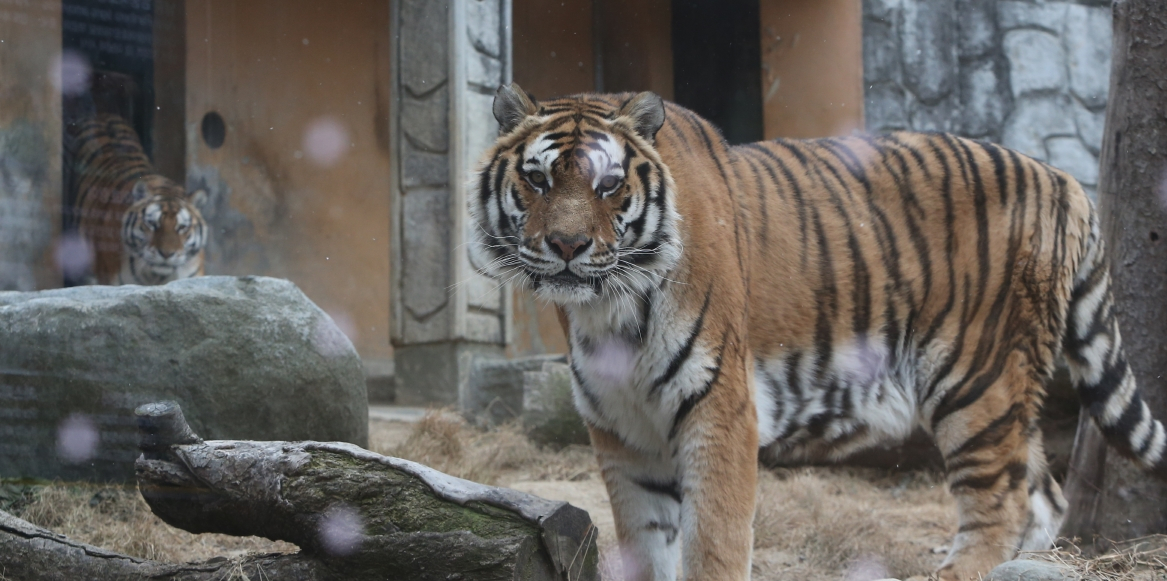 지난 2021년 12월 30일 충북 청주동물원의 시베리아 호랑이 남매인 호붐이 호순이가 방사장에서 생활하는 모습. 연합뉴스