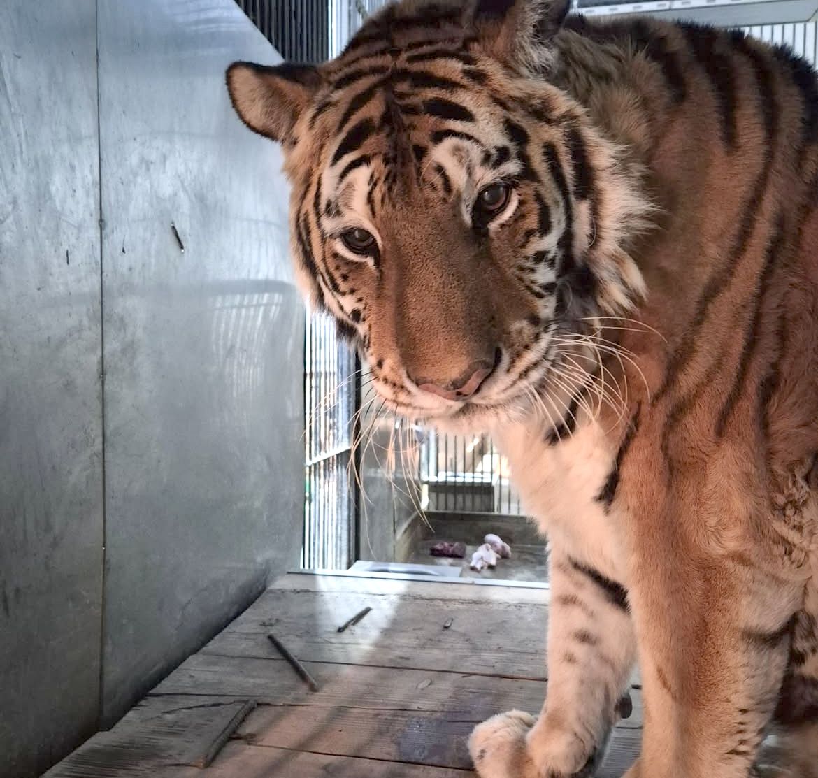 시베리아 암컷 호랑이 ‘이호’. 사진 청주동물원 인스타그램 캡처