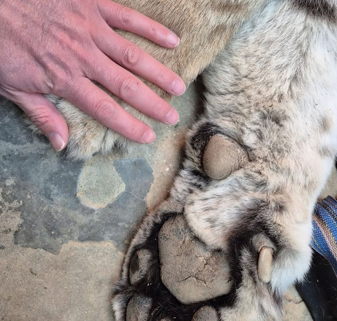 시베리아 암컷 호랑이 ‘이호’. 사진 청주동물원 인스타그램 캡처