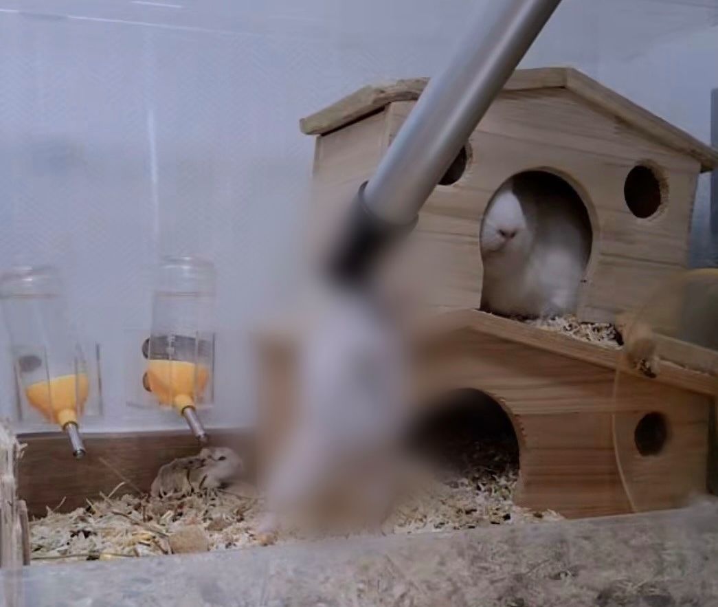 동물보호법 위반 혐의를 받는 A씨가 지난 19일 청소기로 햄스터를 빨아들이는 모습. 틱톡 캡처