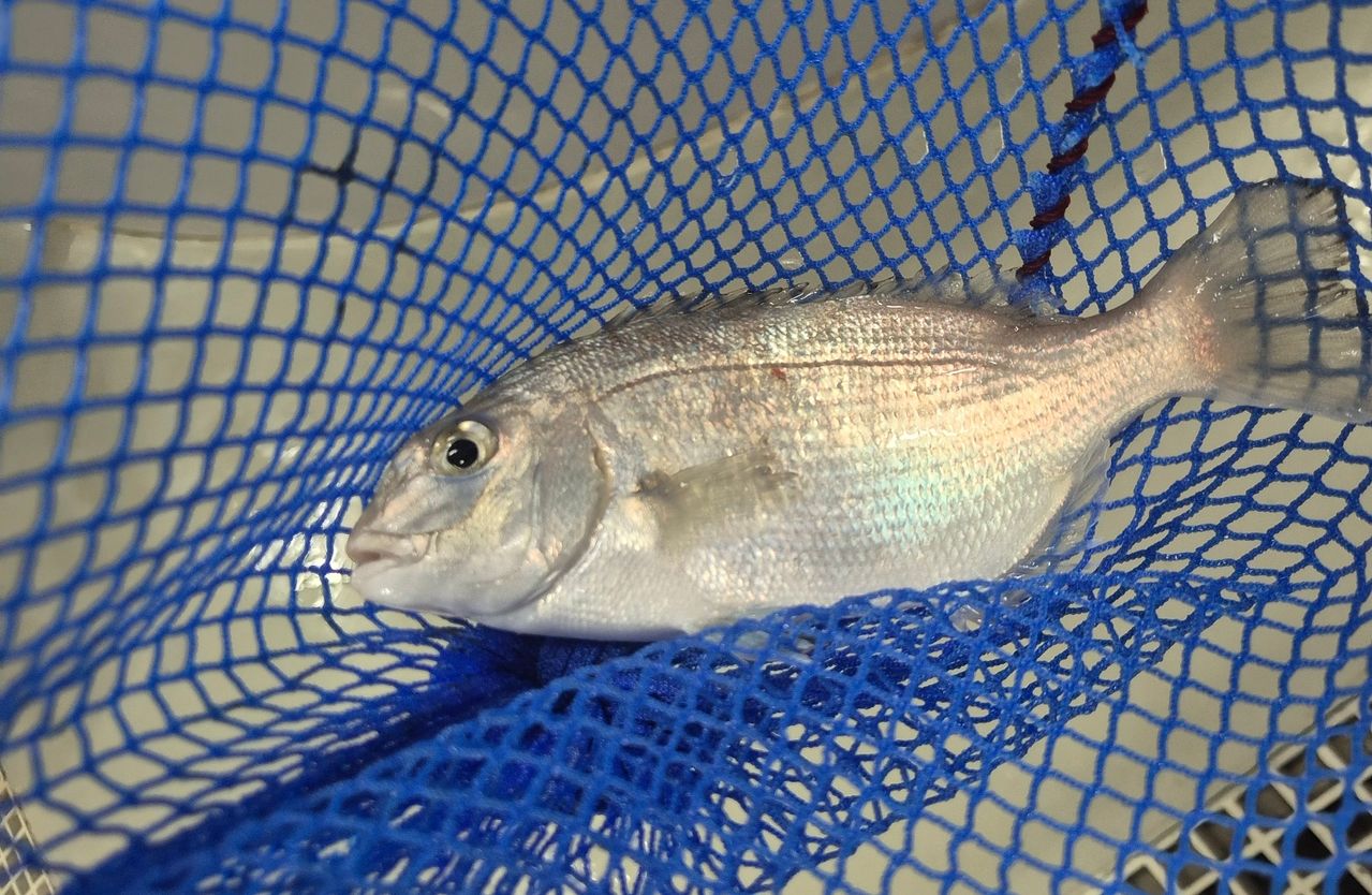 지난 27일 경남 거제 국립수산과학원 육종연구센터에서 임채현 해양수산연구사가 수조의 참돔을 건져 상태를 살피고 있다. 김민주 기자