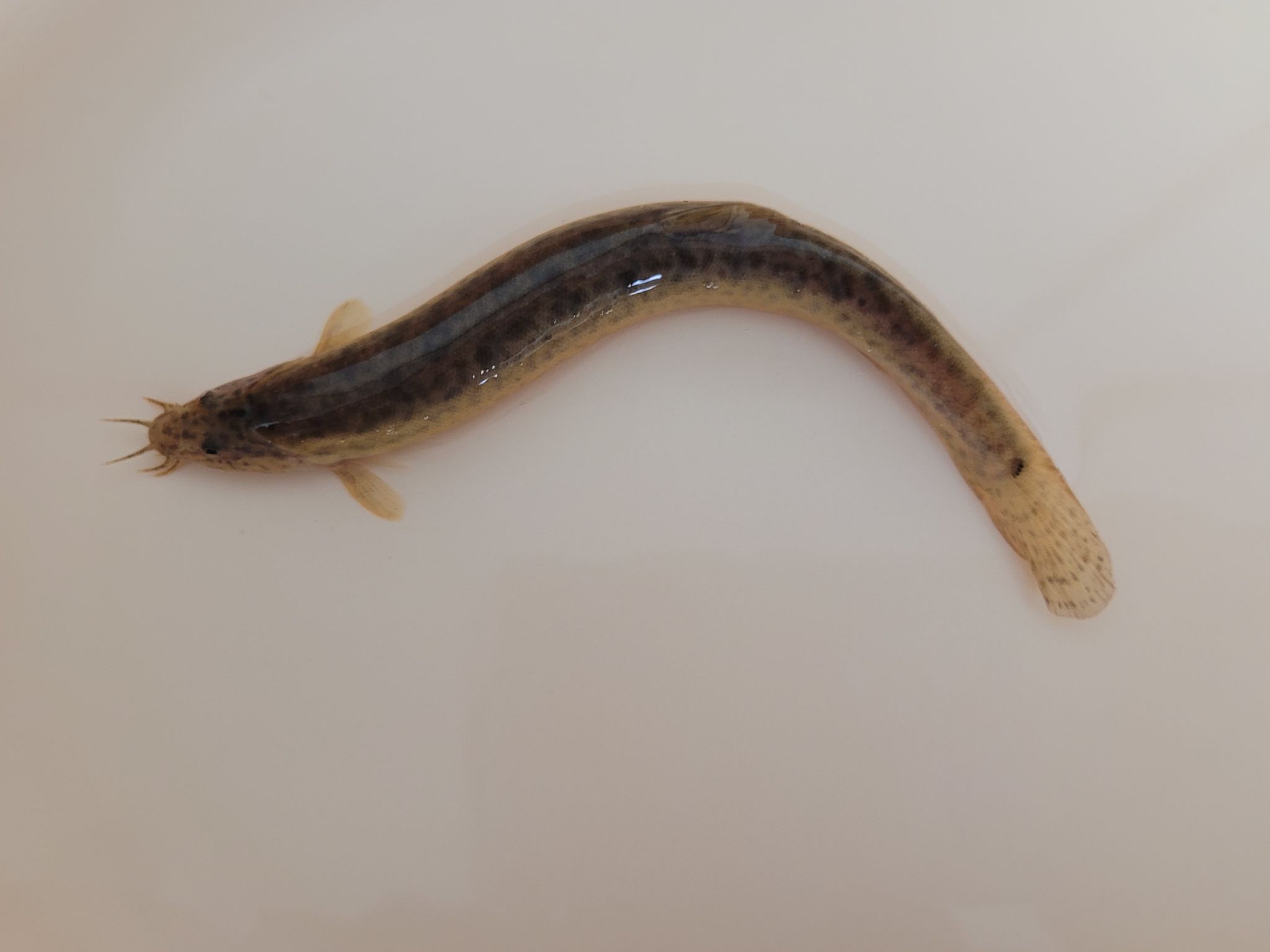 남원시 농업기술센터에서 실내 양식 기술로 키우는 미꾸리. 사진 남원시 농업기술센터