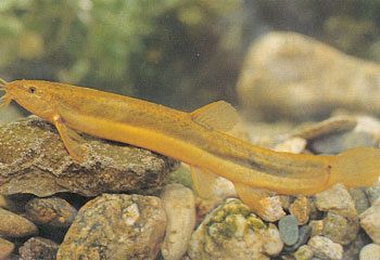 섬진강 상류 지역에 주로 서식하는 미꾸리. 사진 남원시 농업기술센터