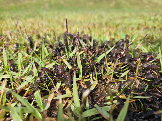 지난해 5월 중순 새끼두꺼비들이 망월지에서 욱수산으로 이동하고 있다. [사진 수성구]