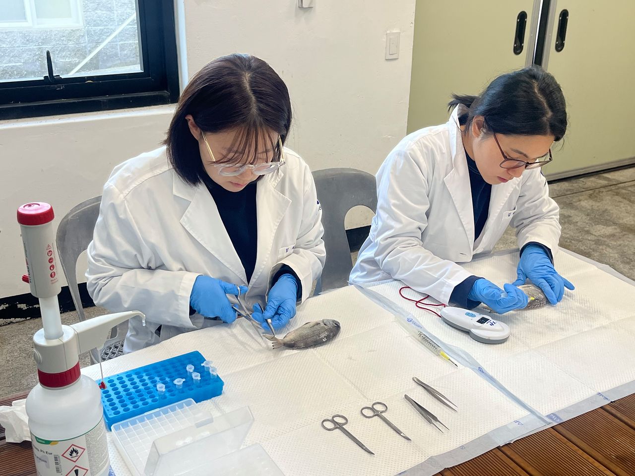 지난 27일 경남 거제 국립수산과학원 육종연구센터에서 임채현 해양수산연구사(왼쪽)가 참돔의 DNA 분석을 위한 샘플을 채취하고 있다. 사진 국립수산과학원 육종연구센터