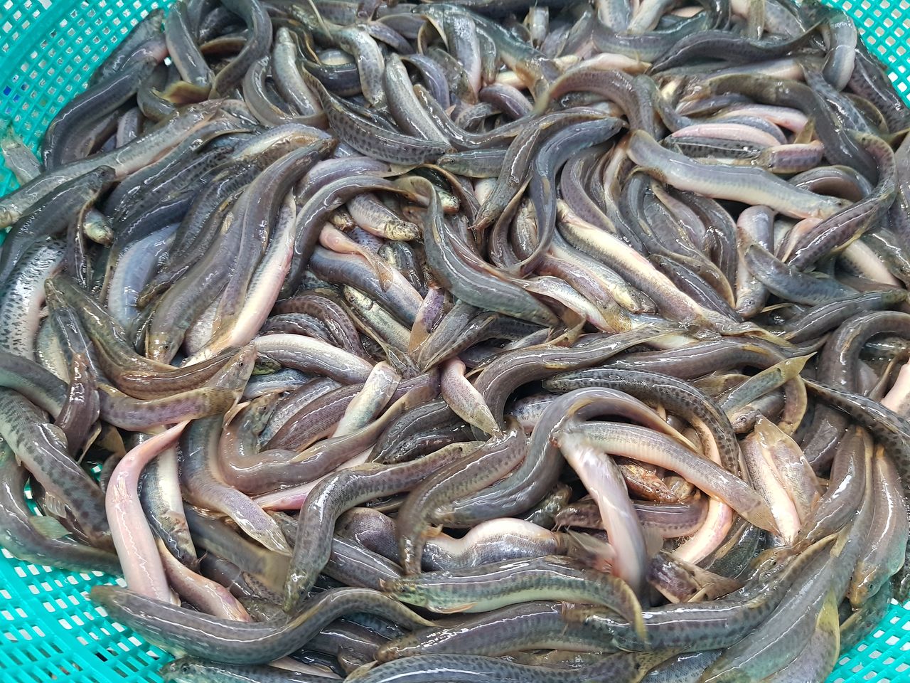 남원시 농업기술센터에서 양식 중인 치어 무리가 광주리에서 파닥이고 있다. 사진 남원시 농업기술센터