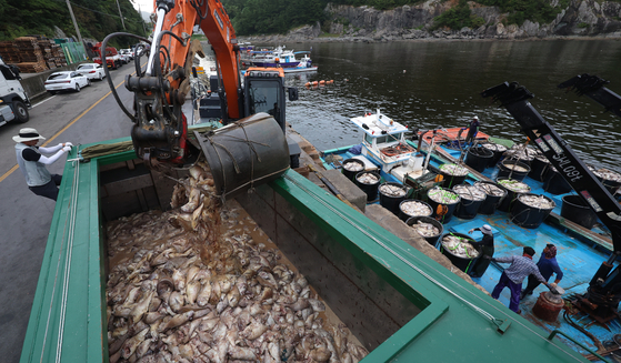 경남 남해군 미조면 한 항구에서 집단 폐사한 참돔의 수거 작업이 진행되고 있다. 사진 연합뉴스