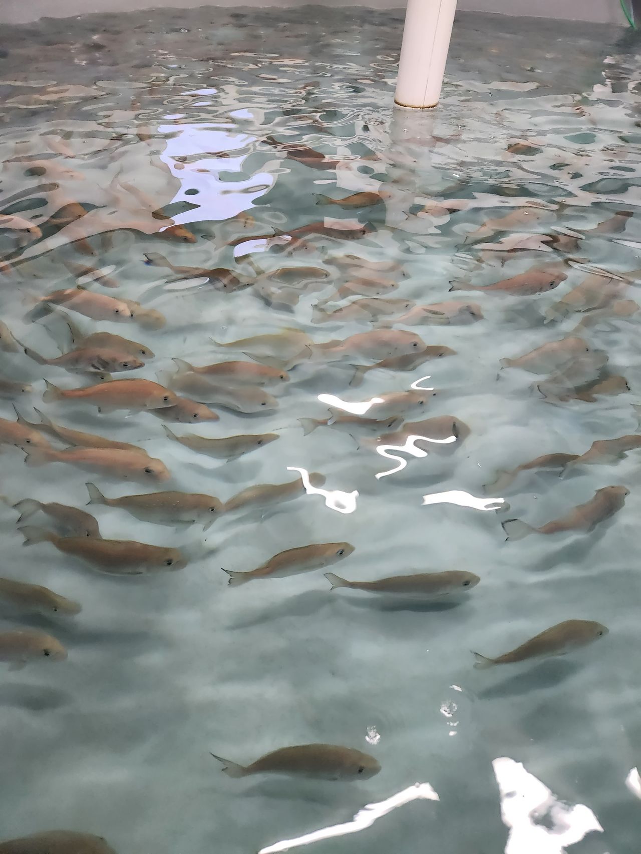 지난 27일 경남 거제 국립수산과학원 육종연구센터에 있는 다목적 실험 사육동에서 스마트 육종 연구 친어로 사용될 참돔들이 수조 속을 헤엄지고 있다. 김민주 기자 